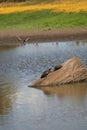 Australian Wildlife Series - Eastern Snake-necked Turtle - Chelodina longicollis Royalty Free Stock Photo