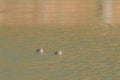 Two Eastern Spot-billed ducks in a river Royalty Free Stock Photo