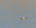 Two Eastern Spot-billed ducks in a river Royalty Free Stock Photo