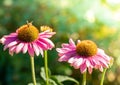 Two Echinacea purple flowers with bee close up in greenery blurred background with sun glare. Royalty Free Stock Photo