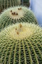 Two echinocactus grusonii cactus close up structure view macro Royalty Free Stock Photo