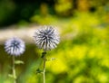 Two echinops thistles in a park o a sunny day