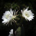 Two Echinopsis Spachiana golden torch cactus flowers