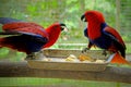 two Eclectus Parrots fighting on a branch Royalty Free Stock Photo