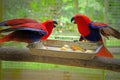two Eclectus Parrots fighting on a branch Royalty Free Stock Photo