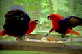 two Eclectus Parrots fighting on a branch Royalty Free Stock Photo