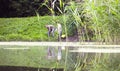 Two ecologist getting soil samples from the bottom of the lake