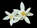 Two edelweiss 1 Royalty Free Stock Photo