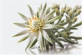 Two Edelweiss flowers (Leontopodium alpinum) isolated over white Royalty Free Stock Photo