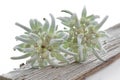 Two Edelweiss flowers on a piece of wood Royalty Free Stock Photo