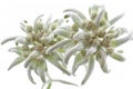 Two Edelweiss flowers on white Royalty Free Stock Photo