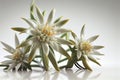 Two Edelweiss flowers (Leontopodium alpinum) isolated over white