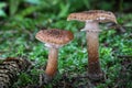 Two edible Armillaria ostoyae mushroom commonly known as Honey mushroom