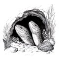 Two eels peering from a rocky crevice Royalty Free Stock Photo