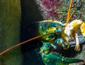 Two egged loner lobster, color split crustacean, rare color mutation, unique lobsters breed Royalty Free Stock Photo