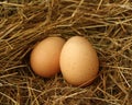 Two Eggs Royalty Free Stock Photo