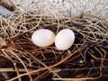 Two eggs of a bird in a nest at midday Royalty Free Stock Photo