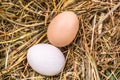 Two eggs in different colors on a bed of hay Royalty Free Stock Photo