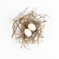 Two eggs of dove birds in brown dry grass nest, Top view, isolated on white background Royalty Free Stock Photo