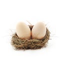 Two eggs inside the nest Royalty Free Stock Photo