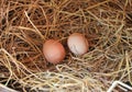 Two eggs lie on the background of hay Royalty Free Stock Photo