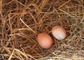 Two eggs lie on the background of hay Royalty Free Stock Photo