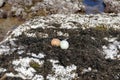 Two eggs in a natural marine environment