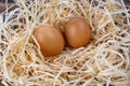 Two eggs in a nest. Homemade chicken eggs. Brown chicken eggs. Chicken eggs close up. Royalty Free Stock Photo