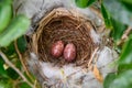 Two Eggs in a nest of  yellow-vented bulbul Pycnonotus goiavier, or eastern yellow-vented is a kind of bird at Thailand Royalty Free Stock Photo