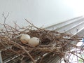 Two eggs of red collared dove birds in the nest on aluminum cloths racks. Royalty Free Stock Photo