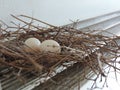 Two eggs of red collared dove birds in the nest on aluminum cloths racks. Royalty Free Stock Photo