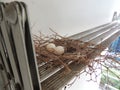 Two eggs of red collared dove birds in the nest on aluminum cloths racks. Royalty Free Stock Photo