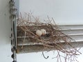 Two eggs of red collared dove birds in the nest on aluminum cloths racks. Royalty Free Stock Photo