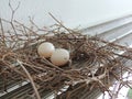 Two eggs of red collared dove birds in the nest on aluminum cloths racks. Royalty Free Stock Photo