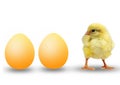 Two eggs and small chicken Royalty Free Stock Photo