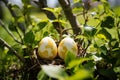 Two eggs in a spring nest symbolizing the rebirth and continuation of life