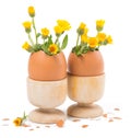 Two eggs in a wooden stands with yellow flowers Royalty Free Stock Photo