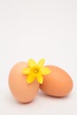 Two eggs and a yellow daffodil and copy space Royalty Free Stock Photo