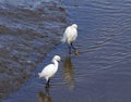 Two Egrets exploring wetlands