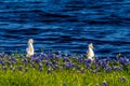 Two Egrets in Texas Bluebonnets at Lake Travis at Muleshoe Bend in T