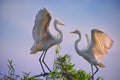 Two Egrets in the tree