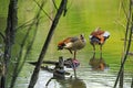 Two egyptian geese Royalty Free Stock Photo