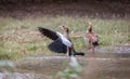 Egyptian geese