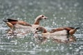 Two Egyptian geese swimming in lake Royalty Free Stock Photo