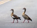 Two Egyptian Geese Crossing the Road