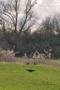 two egyptian geese are disturbed by an approaching crow. scene is in a field in front of reeds reed grass in winter Royalty Free Stock Photo