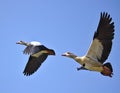 Two egyptian geese in flight Royalty Free Stock Photo