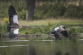 Two Egyptian geese flying across the lake Royalty Free Stock Photo