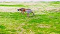 Egyptian geese grazing on a lawn