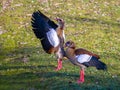 Two egyptian geese on green grass, spread wings Royalty Free Stock Photo